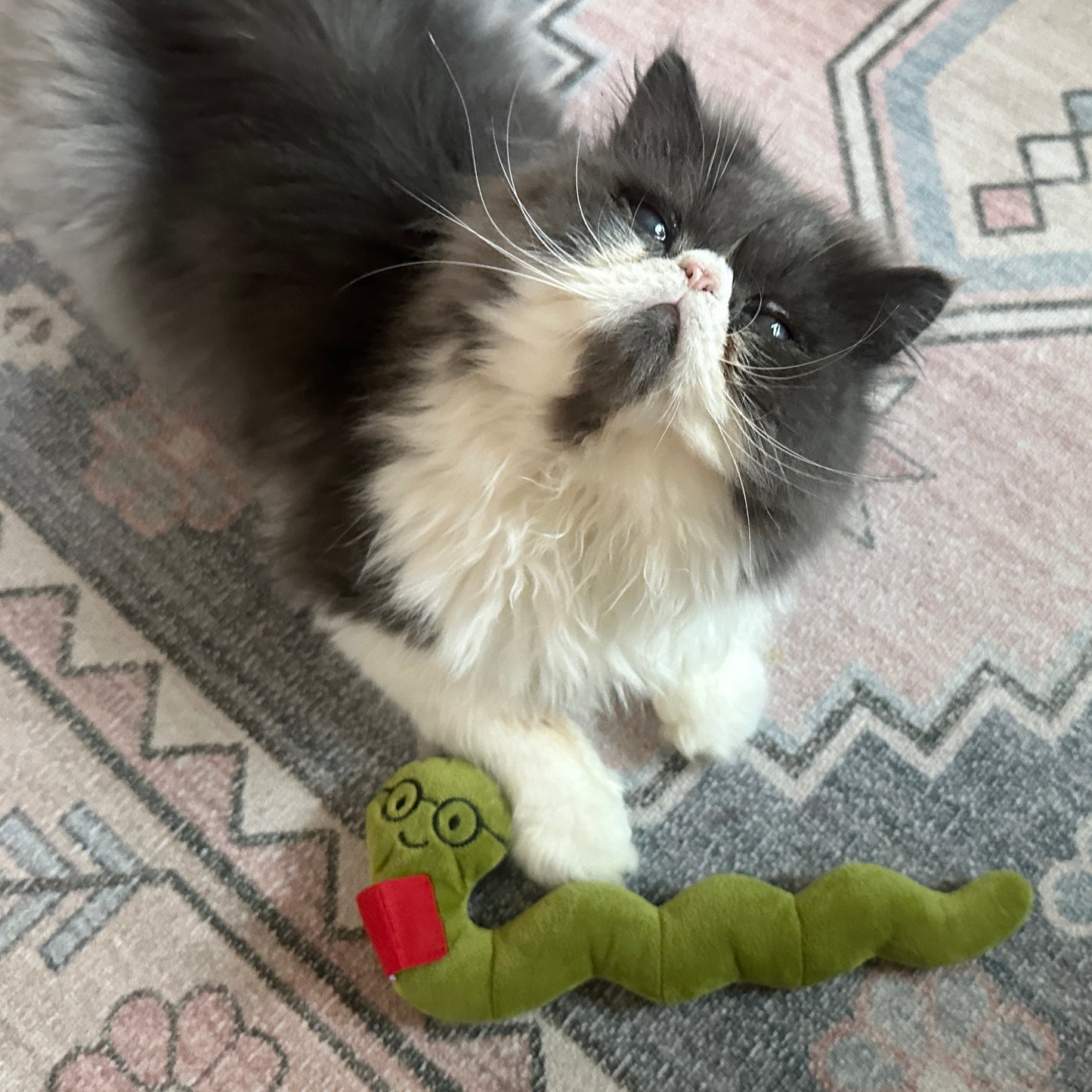 Barry Bookworm Catnip Toy