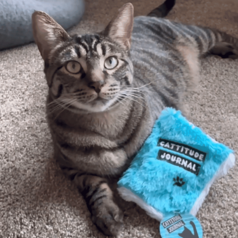 Cattitude Journal Catnip Toy