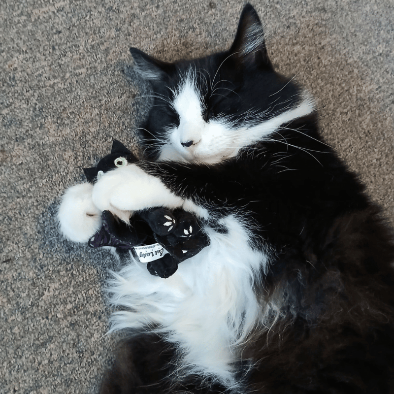 Meowlloween Toy Bundle