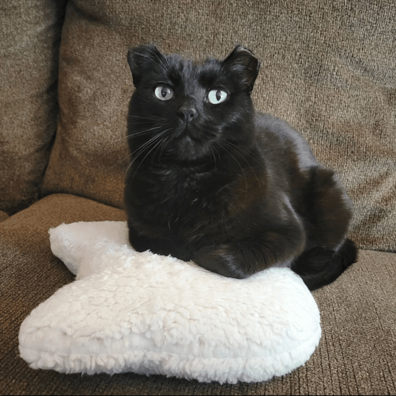Cuddly Cat Throw Pillow