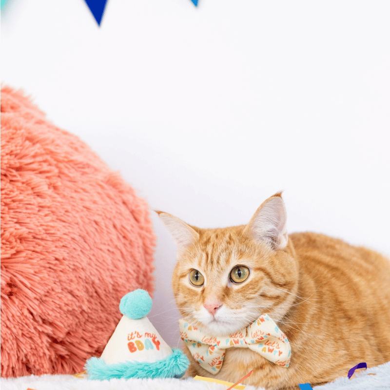 Happy Purrday Cat Hat and Bowtie Set