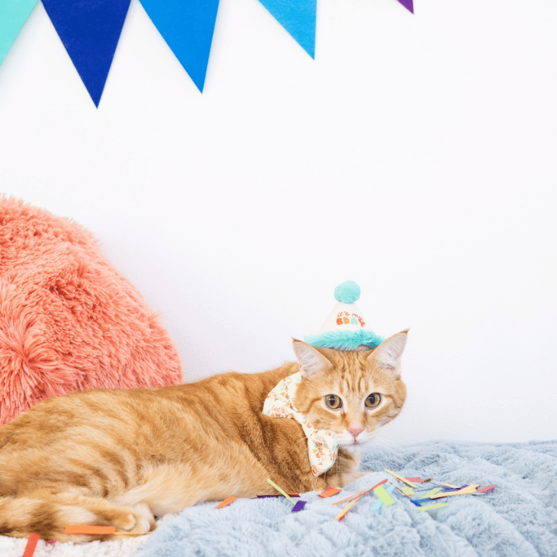 Happy Purrday Cat Hat and Bowtie Set