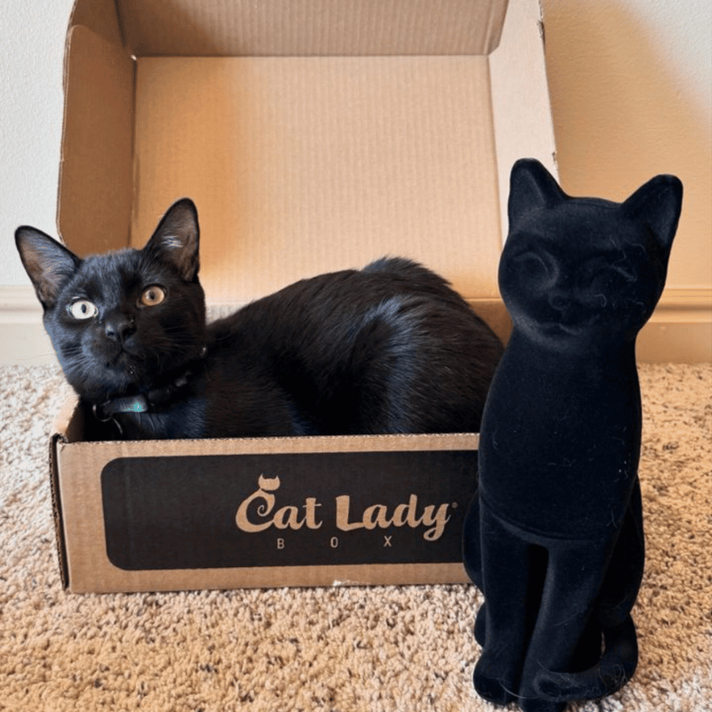Velvet Cats