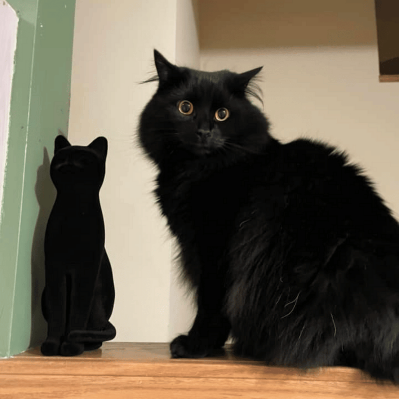 Velvet Cats