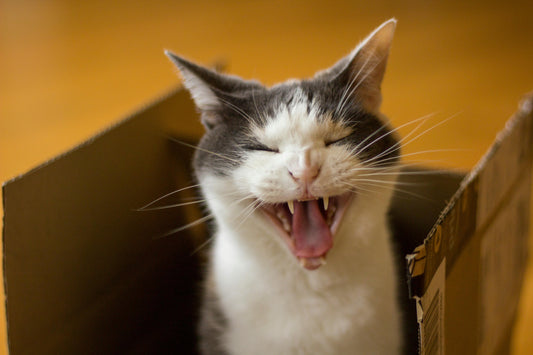 Five Toys for the Pickiest Cats 02