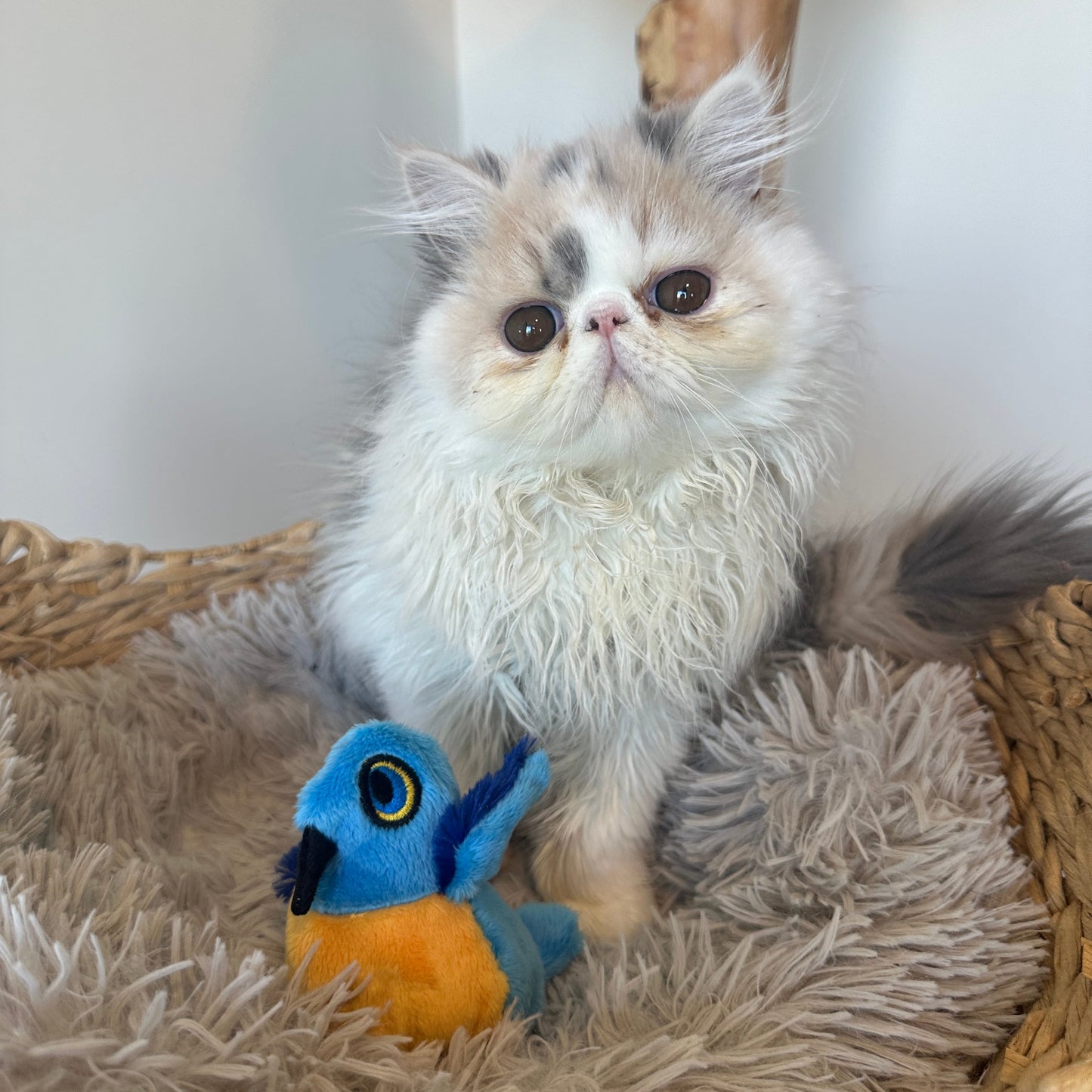 Billie Bluebird Catnip Toy
