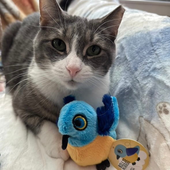 Billie Bluebird Catnip Toy