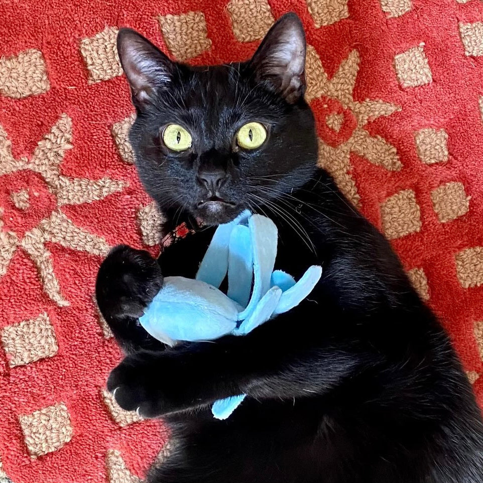 Ellie the Jelly Catnip Toy