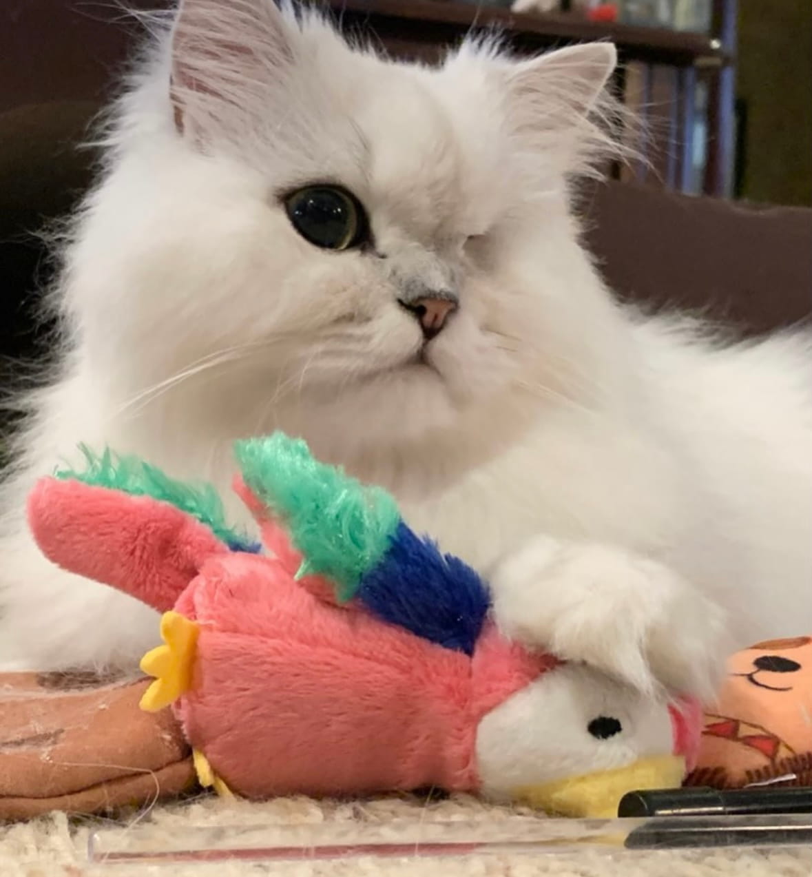 Popoki Parrot Catnip Toy