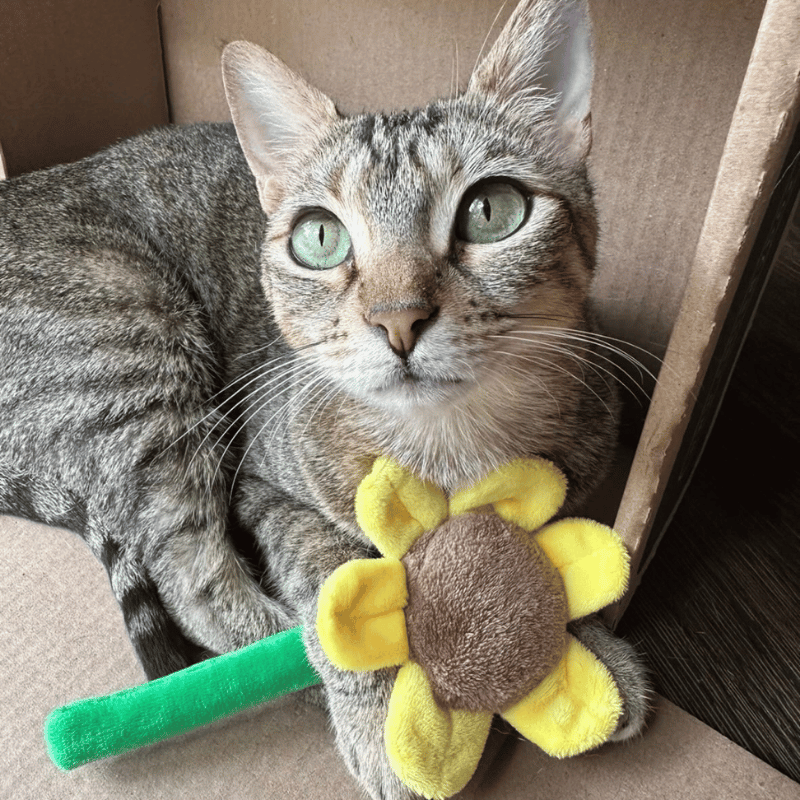 Sunny Sunflower Catnip Toy