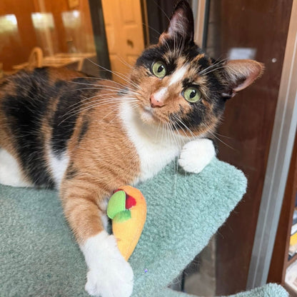 Chirpy Chirp Bird Toy