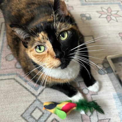 Chirpy Chirp Bird Toy