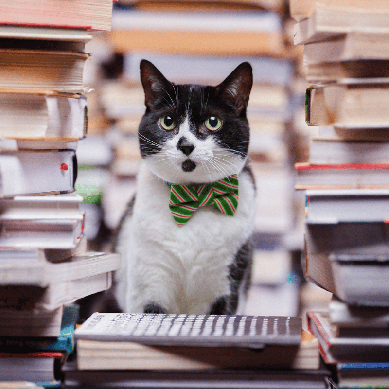 The Dasher Cat Bow Tie