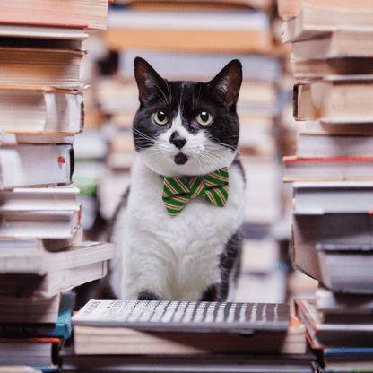The Dasher Cat Bow Tie