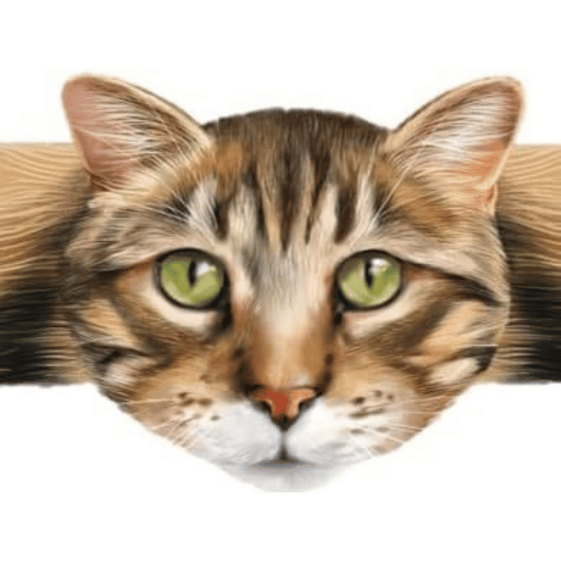 Hugging Paws Cat Bandages