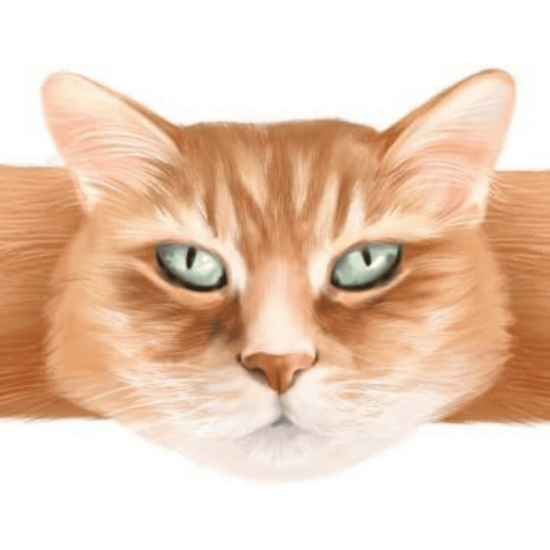 Hugging Paws Cat Bandages