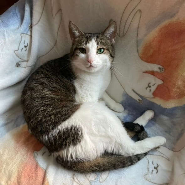 Morning Stretch Blanket