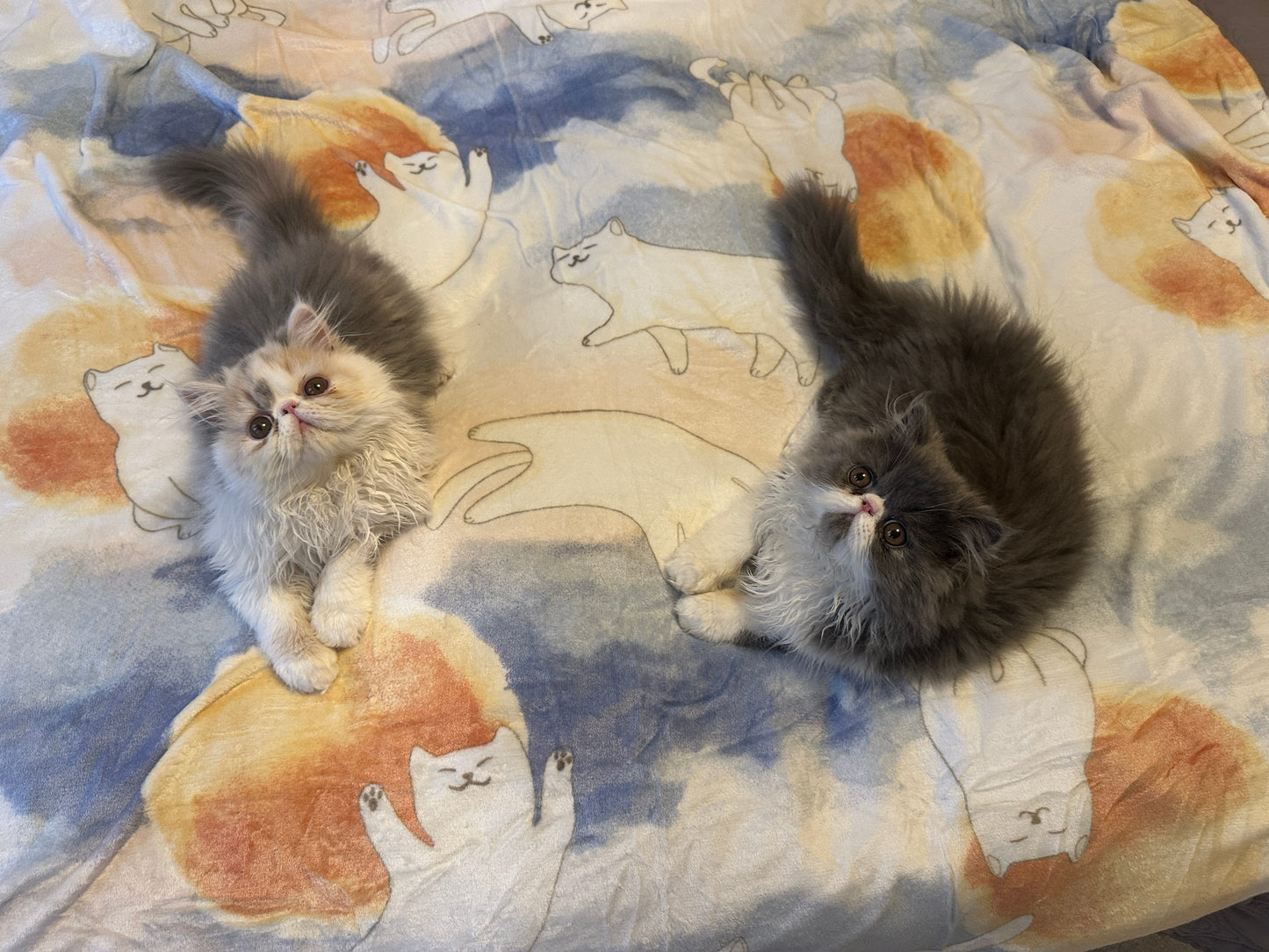 Morning Stretch Blanket