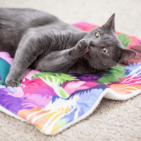 Prisma Cat Mat Bed – Cat Lady