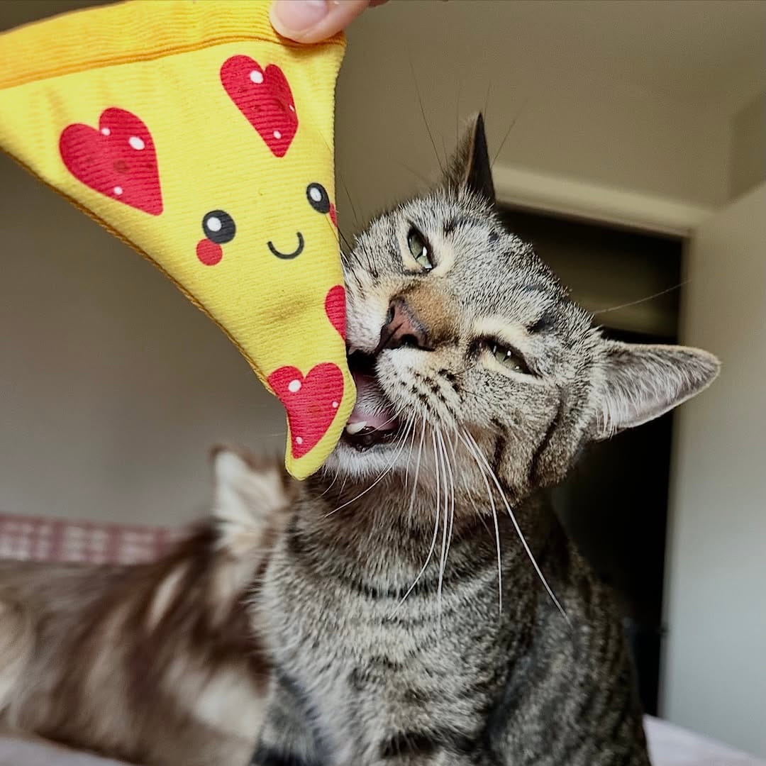 The Last Slice Catnip Toy
