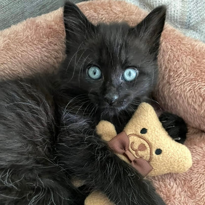 Thomas the Teddy Catnip Toy