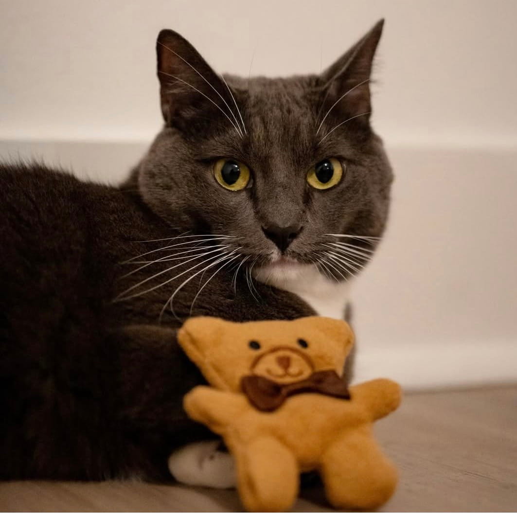 Thomas the Teddy Catnip Toy