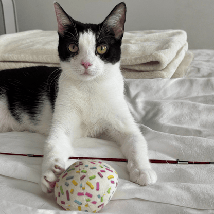 1/2 DOZEN CATNIP DONUT HOLES