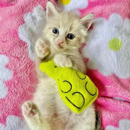 Beary Buddy Catnip Toy