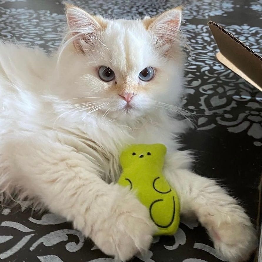 Beary Buddy Catnip Toy