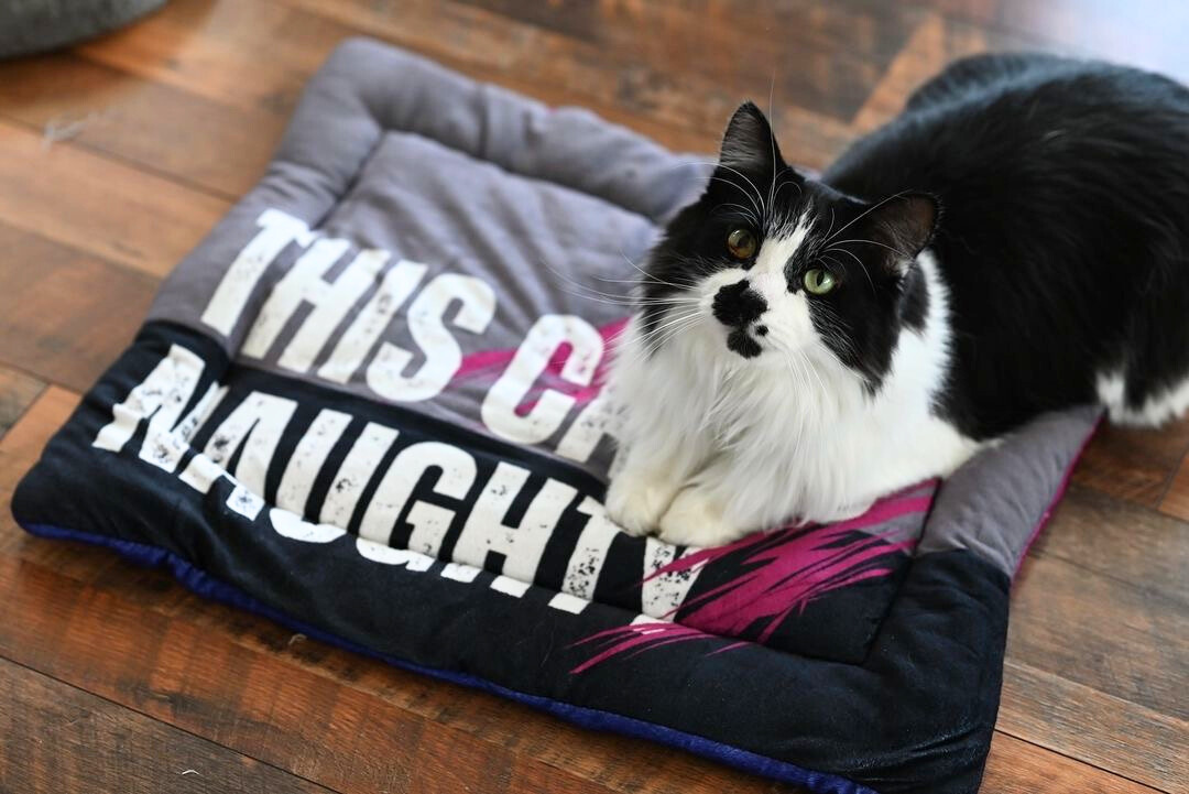Naughty or Nice Reversible Cat Mat