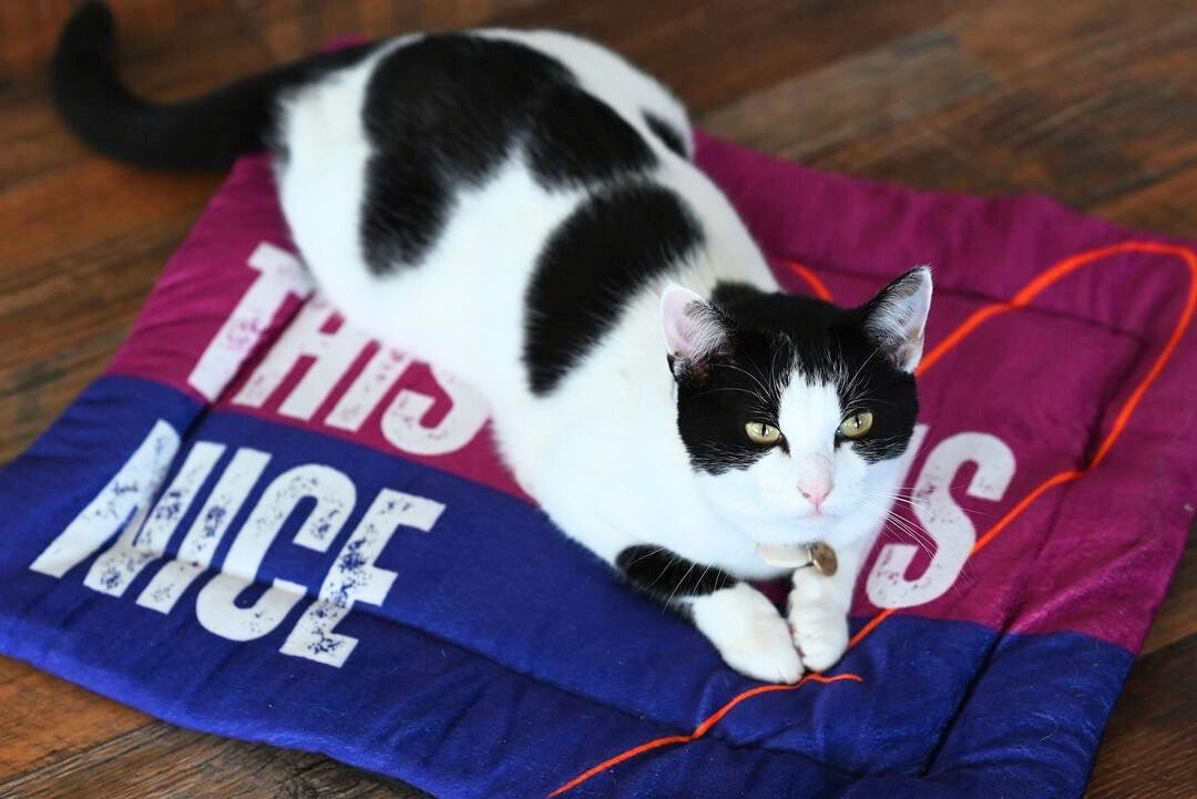 Naughty or Nice Reversible Cat Mat