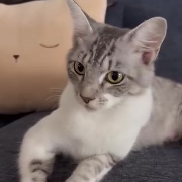 Soft Kitty Throw Pillow